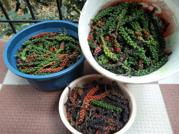 ಸೊರಗು ರೋಗ ತಡೆಗಟ್ಟಲು ಯಾರು ಏನು ಸಂಶೋಧನೆ ಮಾಡಿದ್ದಾರೆ?