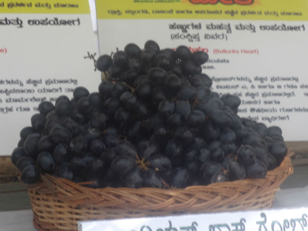 ದ್ರಾಕ್ಷಿ ಹಣ್ಣನ್ನು ಏಕೆ ತಿನ್ನಬೇಕು? ಅದರ ಬೆಲೆ ಎಷ್ಟು?