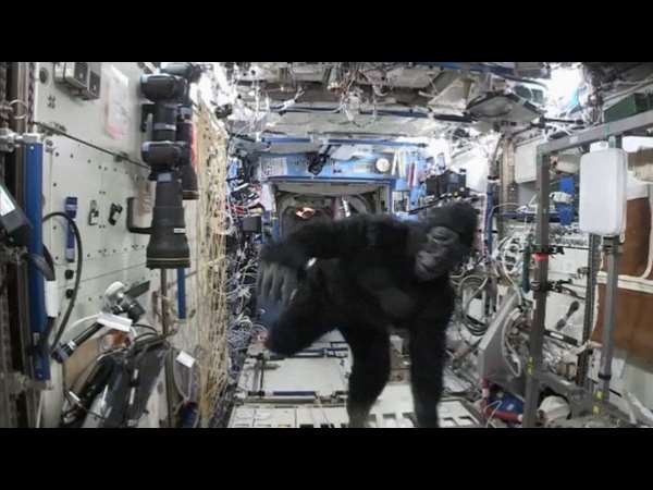 ಬಾಹ್ಯಾಕಾಶ ನಿಲ್ದಾಣದಲ್ಲಿ ಗೊರಿಲ್ಲಾ?