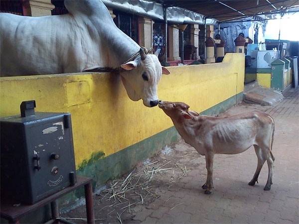 ಗೋಭಕ್ತರಿಗೆ ಜಯ