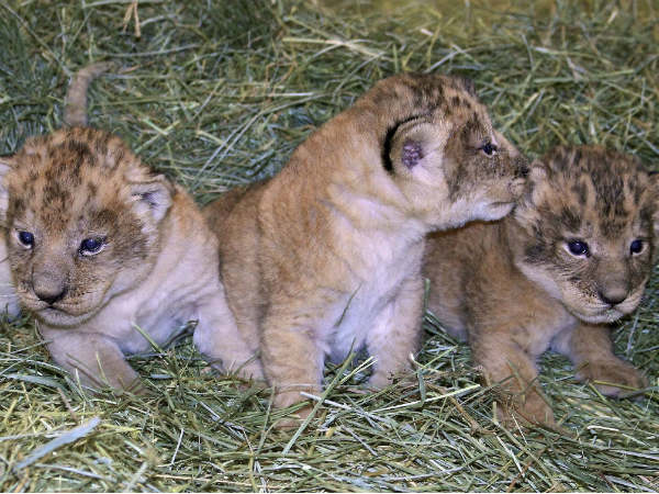 ಮುದ್ದಾದ ಮೂರು ಸಿಂಹದ ಮರಿ