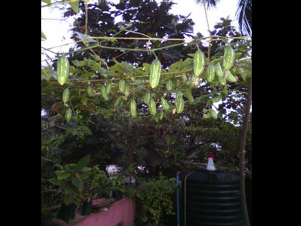 ಇಲಾಖೆ ತಾರಸಿ ತೋಟಕ್ಕೆ ಯಾವ ರೀತಿ ಪ್ರೋತ್ಸಾಹ ನೀಡುತ್ತಿದೆ?