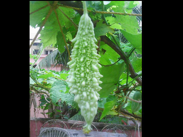 ಇಲಾಖೆ ಕೊಡುವ ಕಿಟ್ ನಲ್ಲಿ ಏನಿರುತ್ತದೆ?