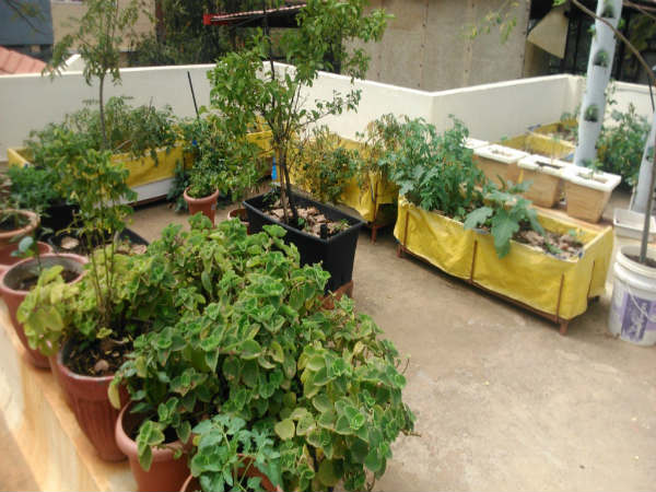 ತಾರಸಿ ತೋಟ ಮಾಡುವವರಿಗೆ ಇಲ್ಲಿದೆ ವಿಫುಲ ಅವಕಾಶ