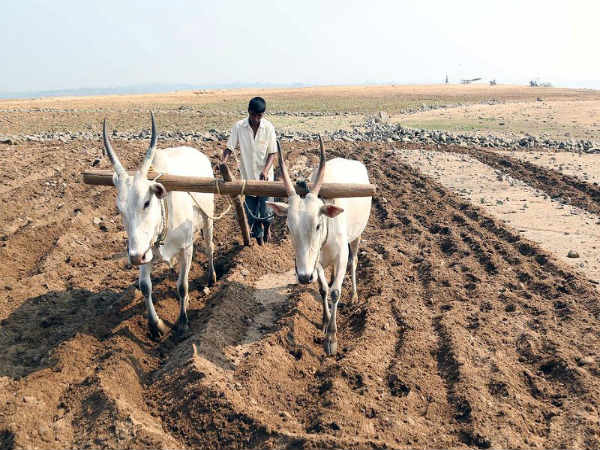 Agriculture activities starts in KRS back water, Mandya