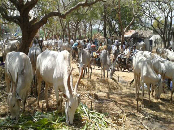 Mysuru comes alive with some Jatre's