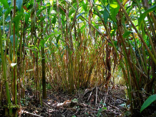 Cordamom plant's value drops down in Kodagu