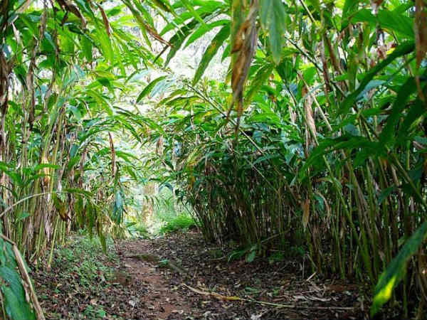 Drought in Malenadu Karnataka : Who is responsible for it Drought in Malenadu Karnataka : Who is responsible for it