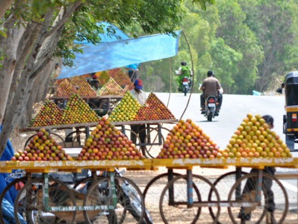ಥರಾವರಿ ಮಾವಿನ ತಳಿಗಳು