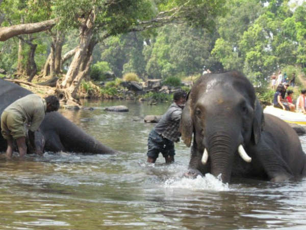 Tribals in Dubare forest are living in hell