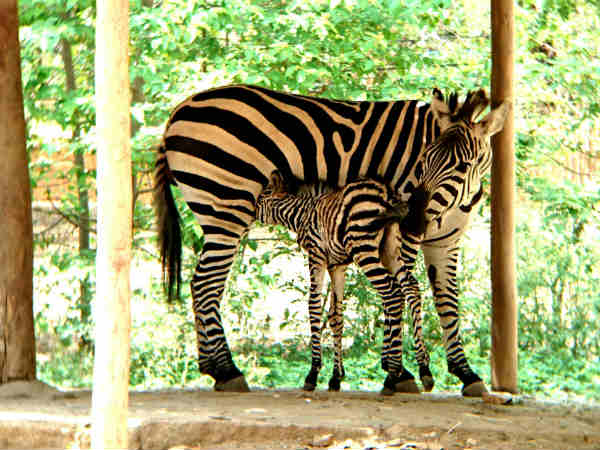 zebra