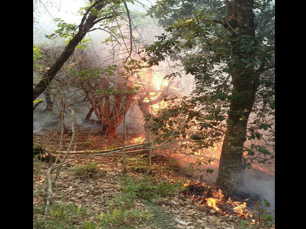 ಟಿಂಬರ್ ಮಾಫಿಯಾ