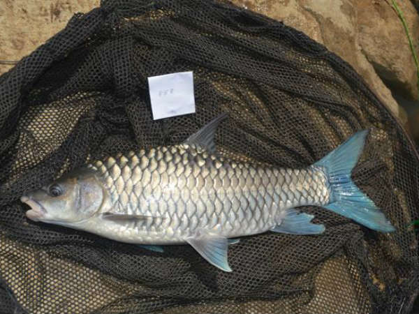 Conservation of Mahaseer fish in Harangi, Coorg