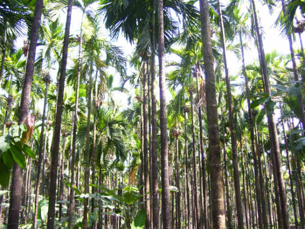 ಶ್ರೀಲಂಕಾ ಮತ್ತು ಬಾಂಗ್ಲಾ ಶ್ರೀಲಂಕಾ ಮತ್ತು ಬಾಂಗ್ಲಾ