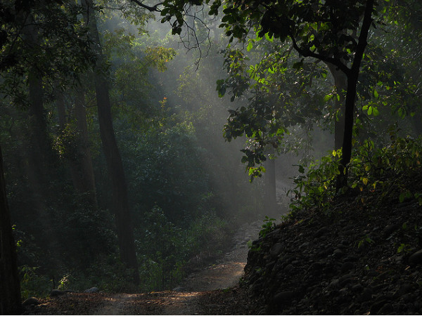 forest