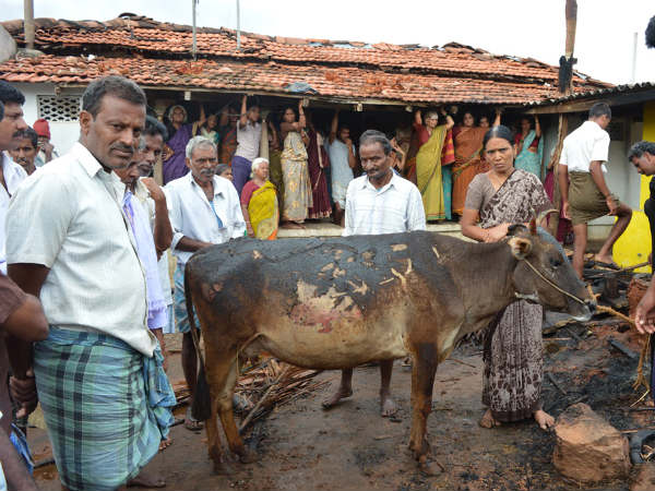 Mysuru: Cows Burnt Over a personal grudge in Muddahalli Village, Nanjangud