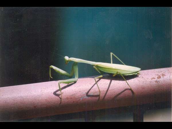  ಕೆಲವು ನೋಡಲು ಸುಂದರ ಆದರೆ ಭಯಂಕರ