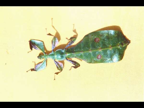 ಕೆಲವು ಕುತೂಹಲ ಹುಟ್ಟಿಸುತ್ತವೆ