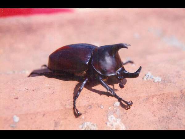 ಣ್ಣಿಗೆ ಗೋಚರಿಸಿ ಅಚ್ಚರಿ ಮೂಡಿಸಿ ಬಿಡುತ್ತವೆ