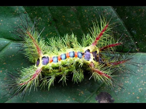 ಜೀವ ರಾಶಿಗಳು ಹಿಂದೆ ಹೇರಳವಾಗಿದ್ದವು