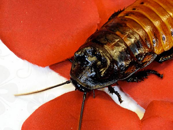 ಪುರಾತನ ಜೀವಿ