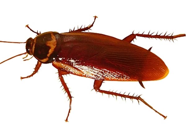 4 ಸಾವಿರ ಬಗೆಯ ಜಿರಳೆಗಲಿವೆ