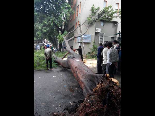 ಮುರಿದು ಬಿದ್ದ ಮರ