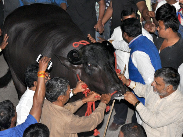 Madhyapradesh: Buffalo 'Hira' gets Rs 4crore price tag Madhyapradesh: Buffalo 'Hira' gets Rs 4crore price tag