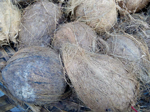 Why coconut price has fallen steeply in Karnataka