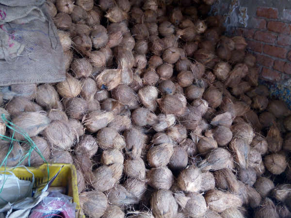 Why coconut price has fallen steeply in Karnataka