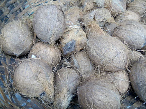 Why coconut price has fallen steeply in Karnataka