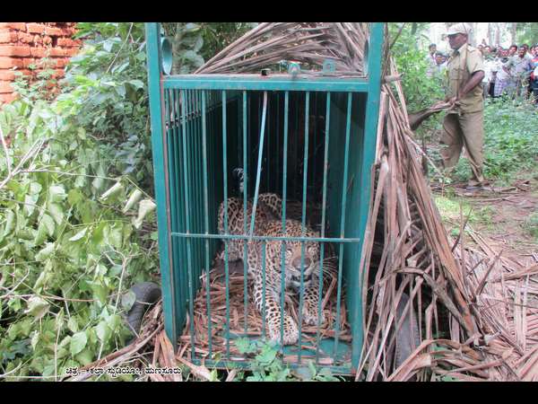 Two Leopards trapped in Hunsur taluk