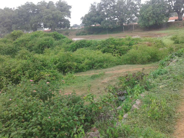 Neglected Konanur lake in Nanjangud taluk
