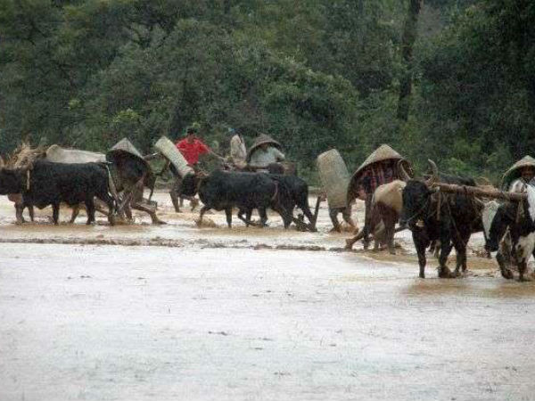 ಪಂಡೆತ ಬೇಲ್ ಪಣಿ - ಆಧುನಿಕ ಬೇಲ್ ಪಣಿ