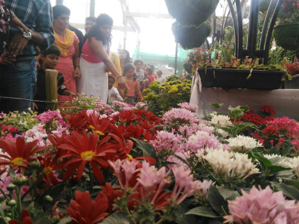 ನರ್ಸರಿ ಗಿಡಗಳು