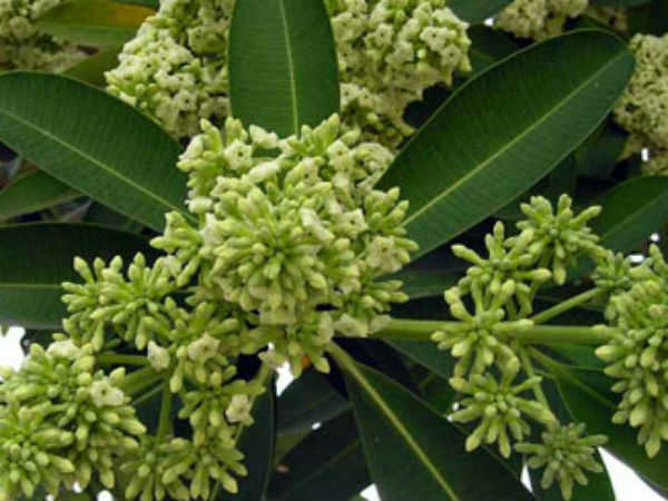 Aati Amavasya celebration in Tulunad on August 2, 2016