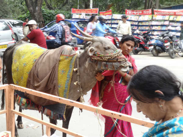 ಕೃಷ್ಣನ ದರ್ಶನಕ್ಕೆ ಬಂದ ಬಸವ