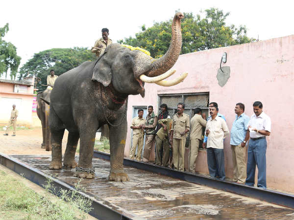 ಮೊದಲ ಗಜಪಡೆ ಆಗಮನ
