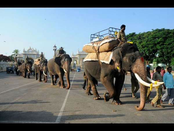 Dasara special: Elephant troop ring master Mahout