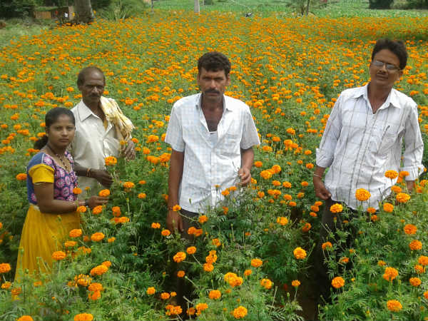 Hunsur farmers give up tobacco crop, grow Marigold