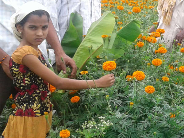 Hunsur farmers give up tobacco crop, grow Marigold