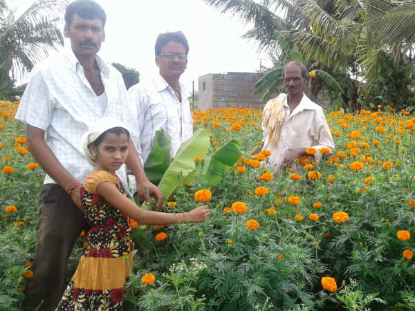 Hunsur farmers give up tobacco crop, grow Marigold