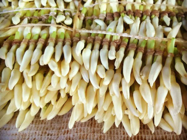 Jasmine in anticipation of price hike, Mangaluru Jasmine in anticipation of price hike, Mangaluru