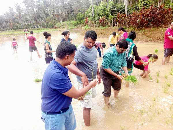 Minister Krishna Byregowda enjoyed paddy cultivation, Kodagu