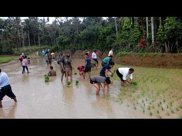 Minister Krishna Byregowda enjoyed paddy cultivation, Kodagu
