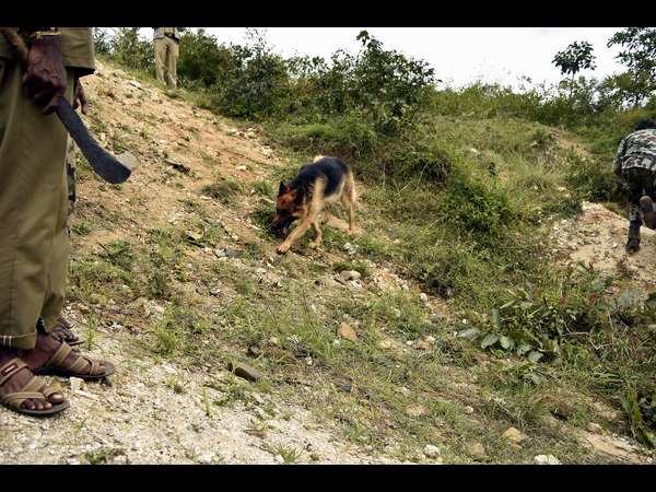 Tiger found shot dead at Bandipur national park area 