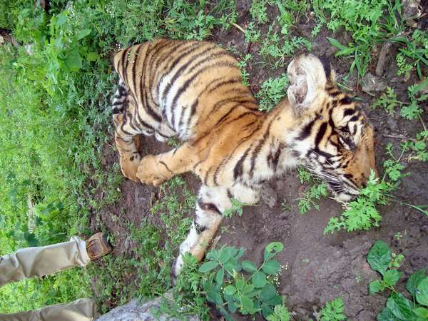 Nails of death tigers in HD Kote disappear surprisingly Nails of death tigers in HD Kote disappear surprisingly