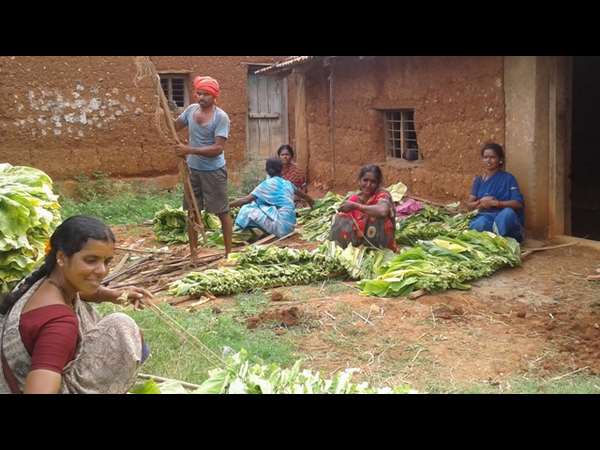Are Tobacco farmers problems end this time?, Mysore