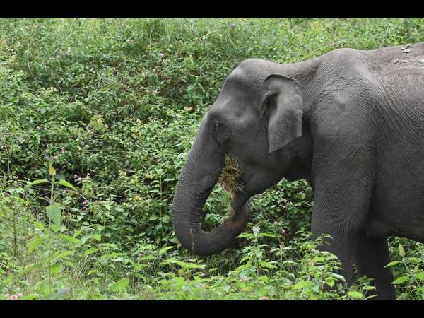 ಊಟದಲ್ಲಿ ಬಿಜಿ ಇದೀನಿ, ಆ ಕಡೆ ತಿರುಗಲ್ಲ