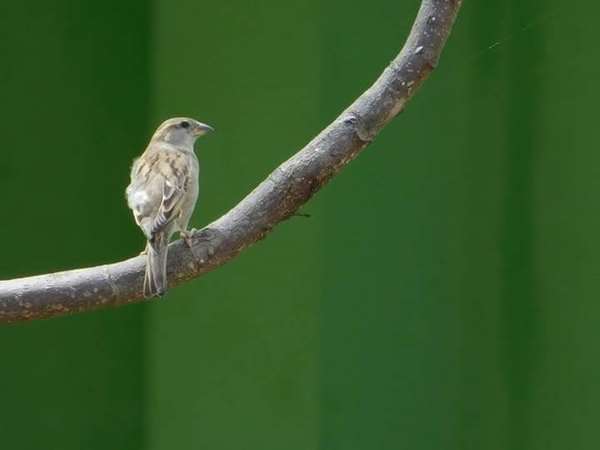ನೋಟವೇನು